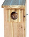 Stovall 6H Screech Owl Box