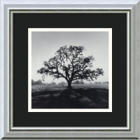 Oak Tree, Sunrise, Northern California, 1966 by Ansel Adams, Framed Print Art - 13.86 x 13.86