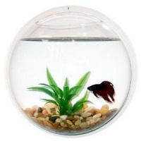 Wall Mount Fish Bowl Aquarium Tank Beta Goldfish