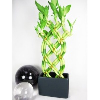 9GreenBox - Live 8 Braided Style Lucky Bamboo Plant Arrangement with Dark Blue Vase