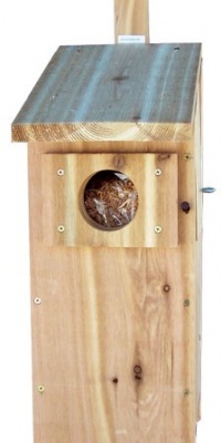 Stovall 6H Screech Owl Box