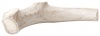 Deer Rack Snack, 100-Percent All Naturally Shed Deer Antler Chew, Large, 6-9-Inch