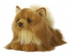 Miyoni Pomeranian Dog 11 by Aurora