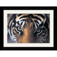 Eyes of the Goddess: Sumatran Tigress by Charles Alexander Framed Fine Art Print - 20.62 x 26.62