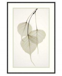 Considered by many cultures to be sacred, the leaves of the Bo Tree in this framed print impart a divinely alluring quality to your decor. Reminiscent of a photographic negative, the delicate veins of the transparent leaves are exposed to reveal a beautifully fragile structure. By Albert Koetsier.