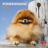 Pomeranians 2012 Square 12X12 Wall Calendar