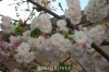 Angel's Blush Flowering Cherry Tree, Five Gallon Container by Monrovia Growers