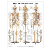 The Skeletal System Anatomical Chart