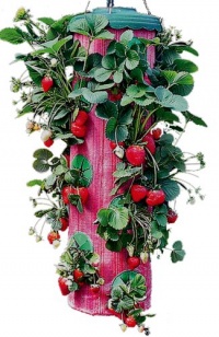 Felknor Ventures TT041112 Topsy Turvy Strawberry Planter