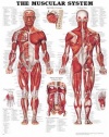 LAMINATED The Muscular System Anatomical Chart Poster Print - 20x26