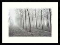 Poplars, Po River Valley by Mark Citret, Framed Print Art - 19.05 x 25.05