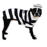 Casual Canine Polyester and Cotton 12-Inch Prison Pooch Dog Costume, Small, Black and White