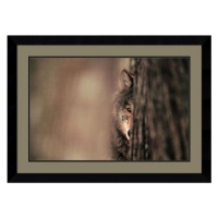 Gray Wolf by Jim Brandenburg, Framed Print Art - 24.87 x 34.37