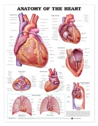 Anatomy of the Heart Anatomical Chart Laminated-9878PL1.5