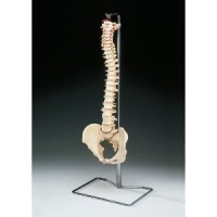 Budget Vertebral Column With Stand - CH59X